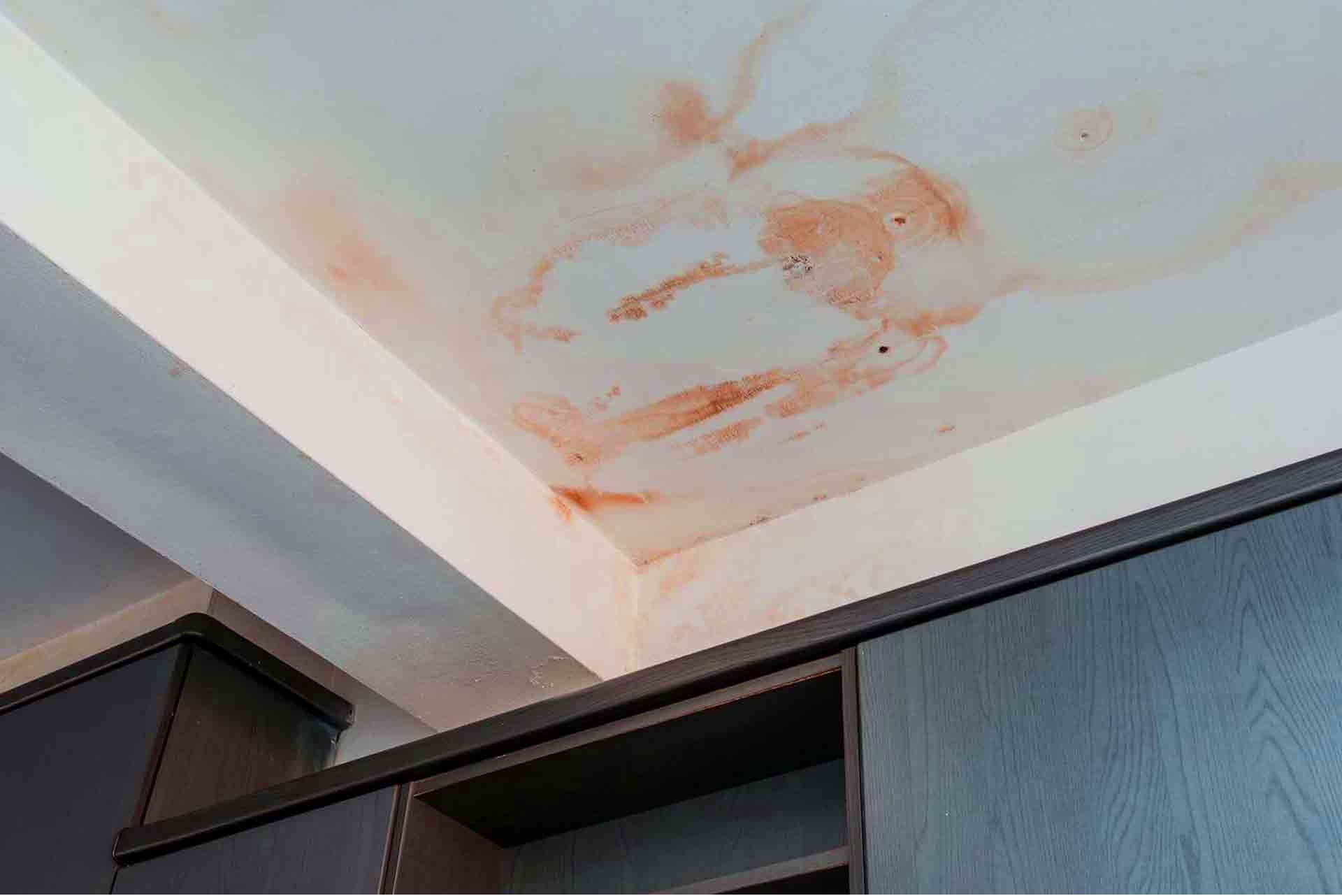 Mould Removal